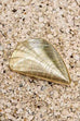 Febedress Trendy Chain Glitter Oyster Clutch Bag